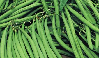 French Beans - Advocacy and Lobbying